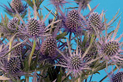 Armada Young Plants B.V. - Eryngium Cold Blue®