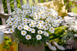 Hendriks Young Plants - Argyranthemum Simba White