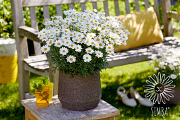 Hendriks Young Plants - Argyranthemum Simba White