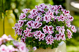 Hendriks Young Plants - Angel Pelargonium Joy