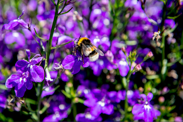 Syngenta Flowers - FlowerTrials