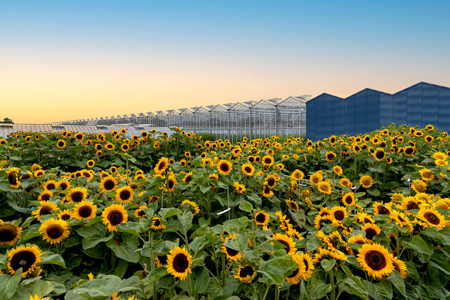 Evanthia - Trialling