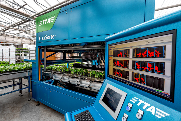 Evanthia - Sorting young plants