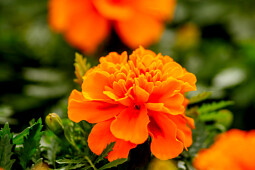 Hem Genetics - Tagetes patula nana Chica orange