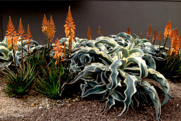 Marathon Plants - Andrea's Orange from Aloe-Aloe