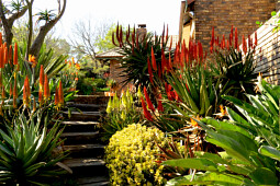 Marathon Plants - Sunbird Aloe garde