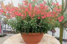 Jaldety Plant Propagation Nurseries - Salvia Peach Cobbler- From Jaldety 