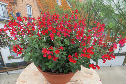 Jaldety Plant Propagation Nurseries - Salvia Royal Bumble - From Jaldety 