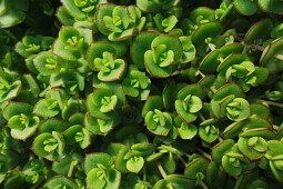 Jaldety Plant Propagation Nurseries - Sedum Majestic Kiss- From Jaldety 