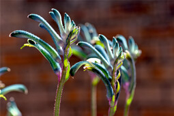 Marathon Plants - Anigozanthos Cocktail