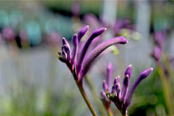 Marathon Plants - Anigozanthos Carnival