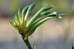 Marathon Plants - Anigozanthos Aussie Spirit