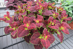 Jaldety Plant Propagation Nurseries - Coleus Dipt in Wine - From Jaldety