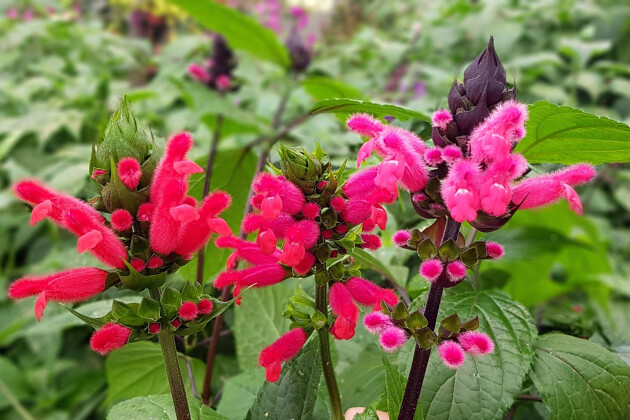 Marathon Plants - Salvia Breeding