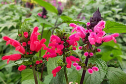 Marathon Plants - Salvia Breeding