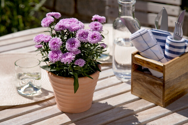 Queen&reg; Genetics - Queen&reg; Regent Asters&trade;