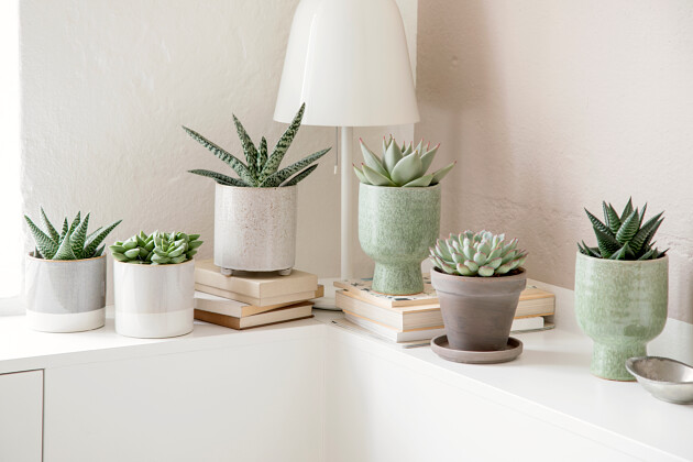 Queen&reg; Genetics - Queen&reg; Succulents