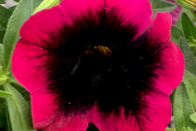 Westhoff - Calibrachoa Dracula    