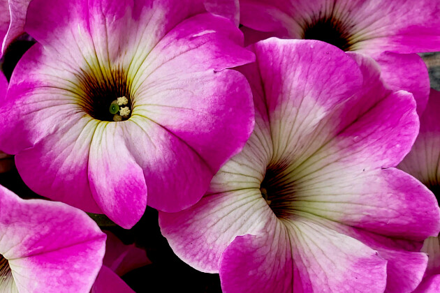 Westhoff - Petunia Crazytunia Lighthouse Pink    