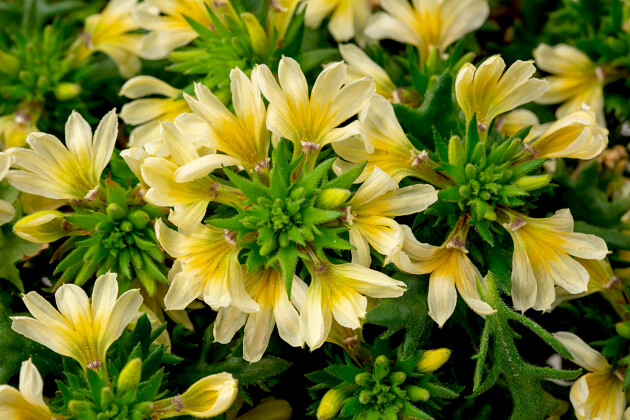 Westhoff - Scaevola ToppoT Yellow    