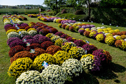 Royal Van Zanten - Garden Mum trial garden