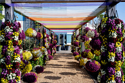 Royal Van Zanten - Our unique trailing garden mum Skyfall