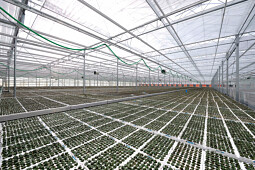 Sentier - Cultivation of Cyclamen