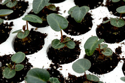 Sentier - Cyclamen Persicum - young plants