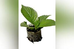 Sentier - Hydrangea Macrophylla - yuong plant