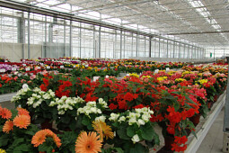 Sentier - Trial Begonia Hiemalis and Gerbera