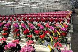 Sentier - Trial Cyclamen