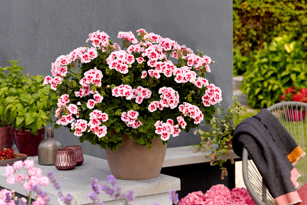 P. v.d Haak Handelskwekerij BV - Smart Pink Splash