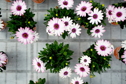 Hendriks Young Plants - Senoritas Osteospermum 