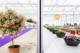 Hendriks Young Plants - Flower Trials Hendriks Young Plants