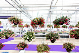 Hendriks Young Plants - Fuchsia hanging baskets