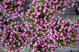 Hendriks Young Plants - Angel Pelargonium