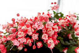 Hendriks Young Plants - Fuchsia hanging baskets