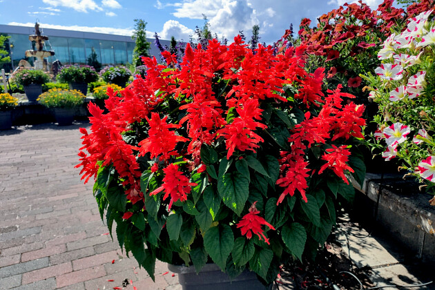 Hem Genetics - Salvia splendens tall Red Hill