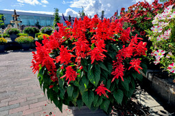 Hem Genetics - Salvia splendens tall Red Hill