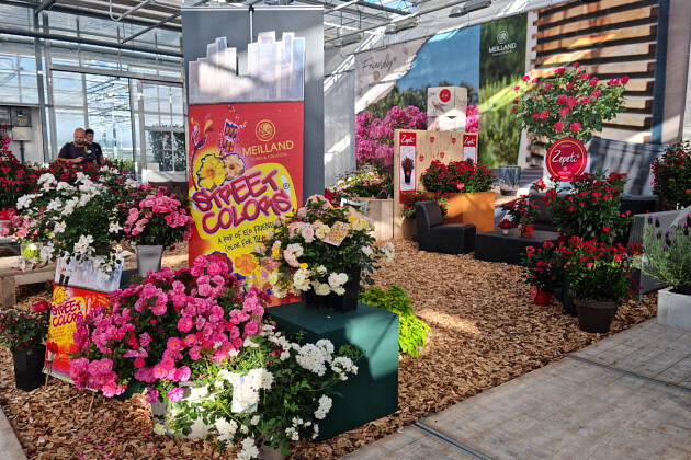 Meilland International - 2022 Flower Trials Meilland Booth, STREET COLORS&reg;