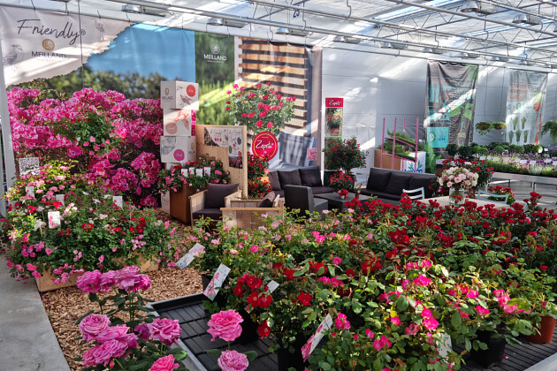 Meilland International - 2022 Flower Trials Meilland booth, FRIENDLY&reg;