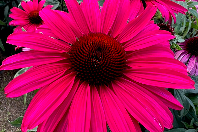 Vitroflora - Echinacea Sensation Wild Romance