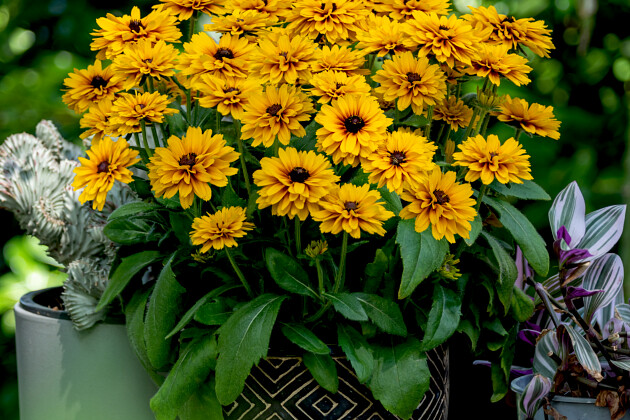 Vitroflora - Rudbeckia Littlebeckia&trade; Ballerina