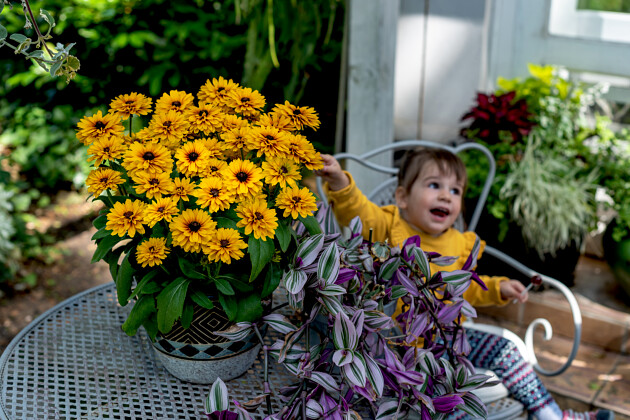 Vitroflora - Rudbeckia Littlebeckia&trade; Ballerina