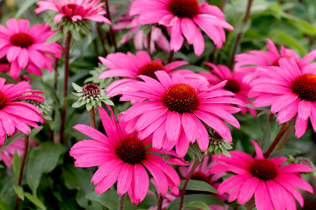 Vitroflora - Echinacea Sensation Wild Romance