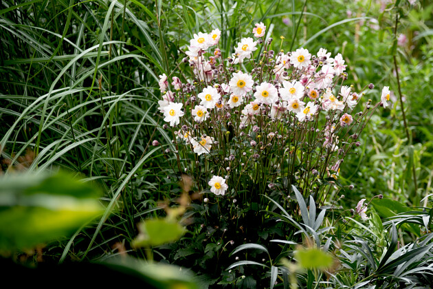 Vitroflora - Anemone Garden Breeze&trade; Pink Touch