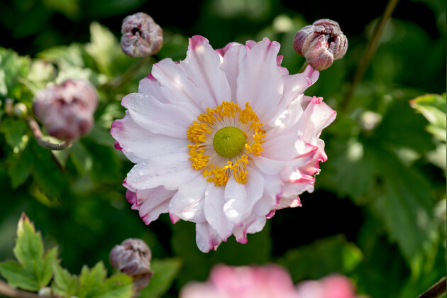 Vitroflora - Anemone Garden Breeze&trade; Pink Touch