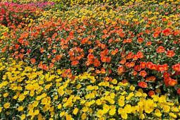 Danziger - Bongartz - MEGA PAZZAZ™ GOLD & ORANGE - Portulaca