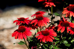 Danziger - Bongartz - Panama™ Red - Echinacea