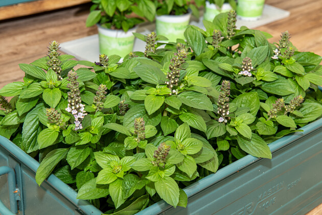 Volmary GmbH - BasiliVum - Ocimum 'Belmona&reg; Summer White'